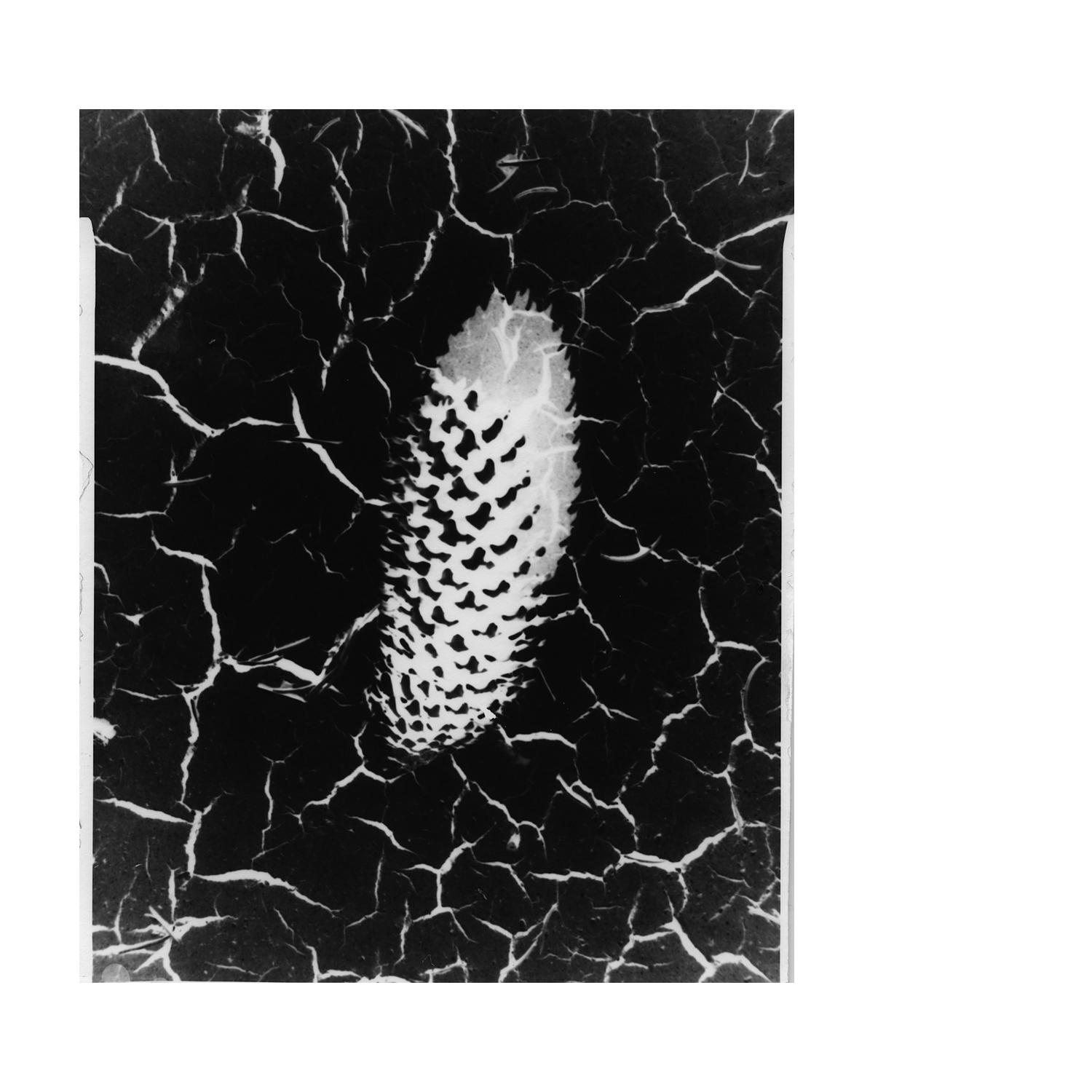 priama fotografia / camera obscura