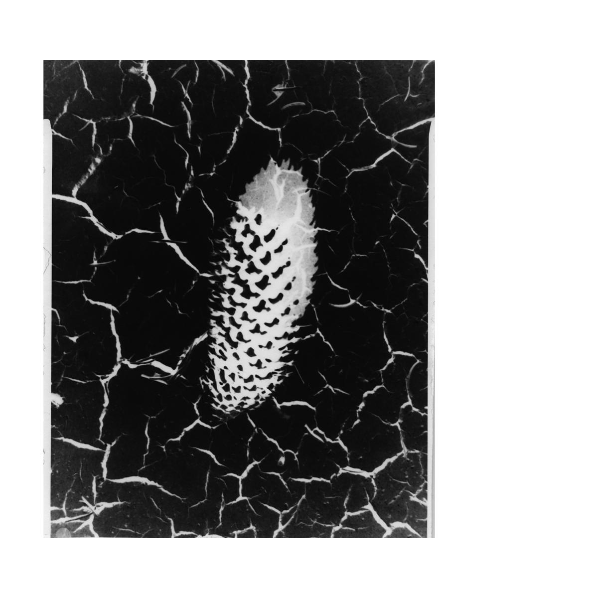 priama fotografia / camera obscura