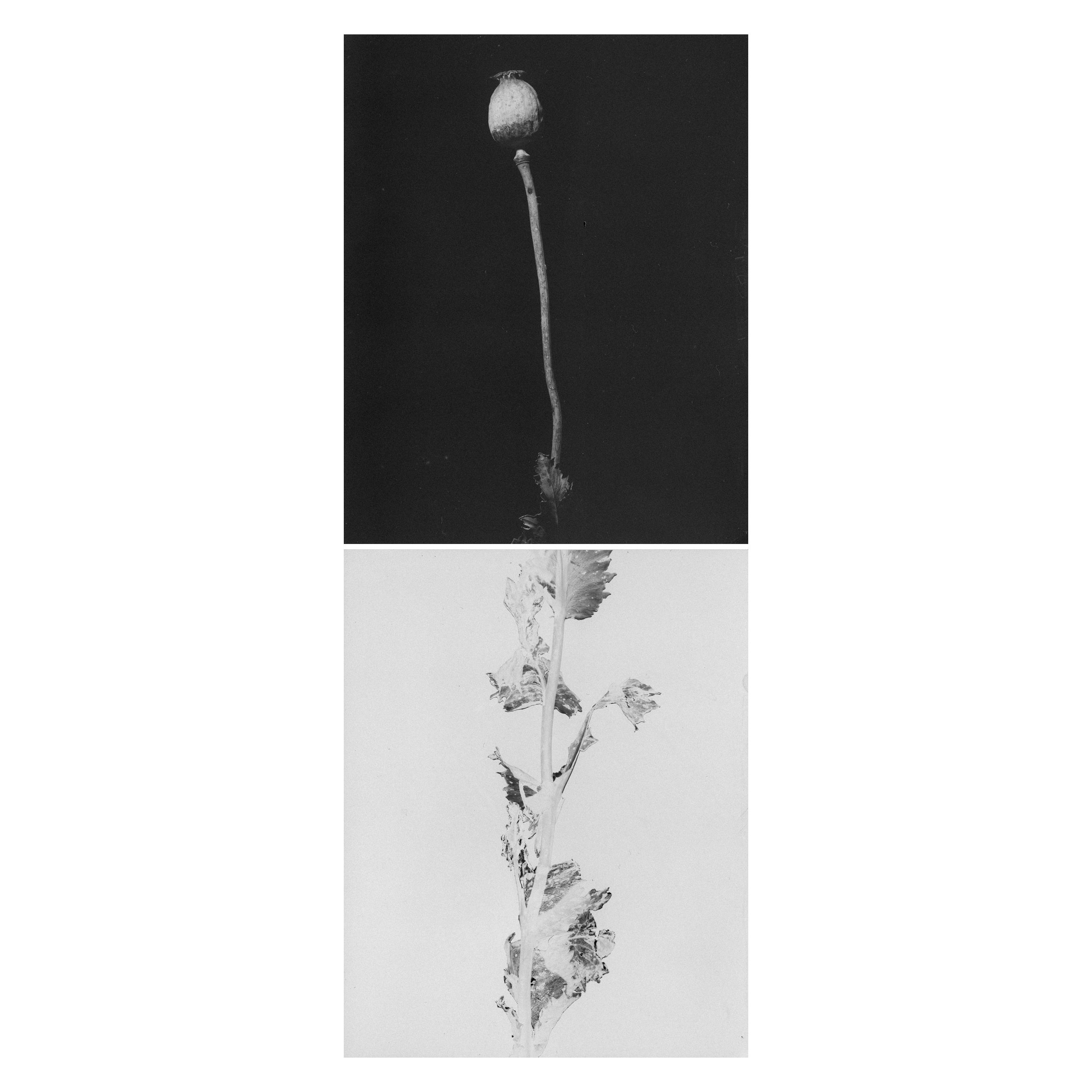 čierna a biela / mak